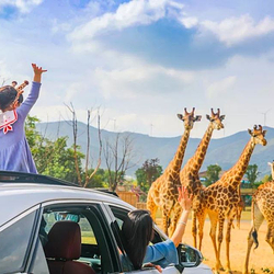 龙之梦动物世界