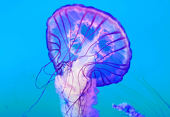阜阳尧泰汉海海洋公园第 34 张图片