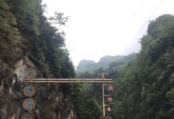 达州·大竹·云峰茶谷AAA旅游景区第 1 张图片