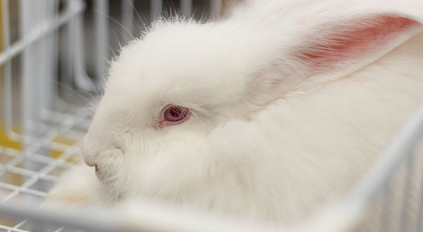 萌兔乐园体验馆