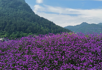莲花四季花海第 1 张图片