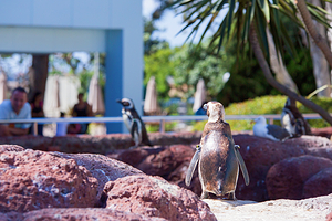 圣地亚哥海洋世界