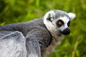 法乌尼亚动物园