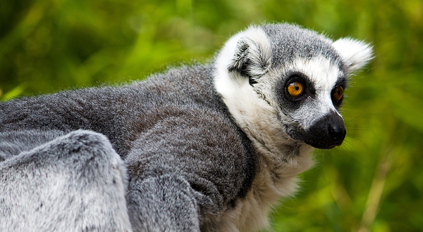 法乌尼亚动物园
