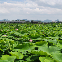 百朋荷苑景区