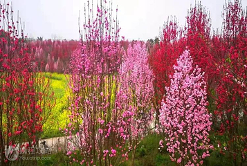 板桥·桃花源第 3 张图片
