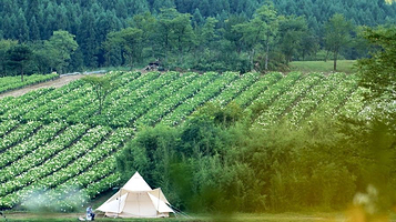 大木岩上花园景区