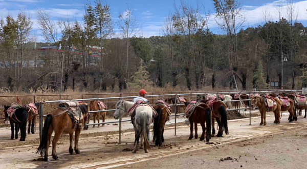 拉市海纳西古马场