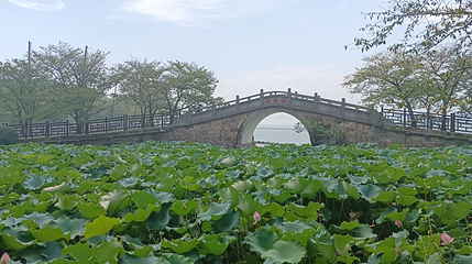 长春花漪第 1 张图片