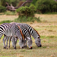 安波塞利国家公园