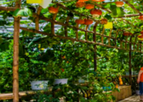 花茂九丰农业观光园