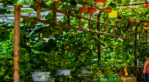 花茂九丰农业观光园