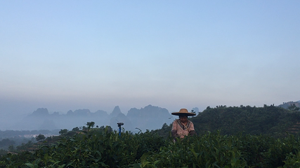 英西峰林·T三有机茶园第 34 张图片