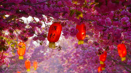 莱阳濯村樱花园第 2 张图片