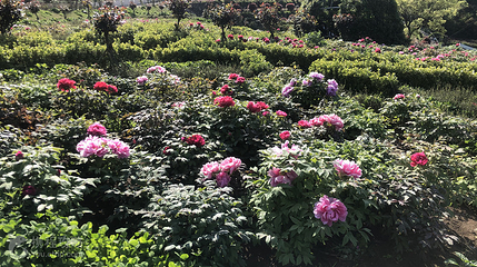 盛岙花园第 2 张图片