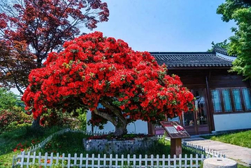 赛石·花朝园第 2 张图片