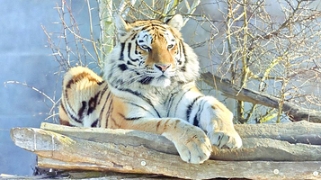 吉林省东北虎园