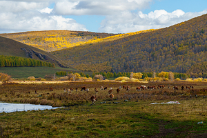 海拉尔国家森林公园