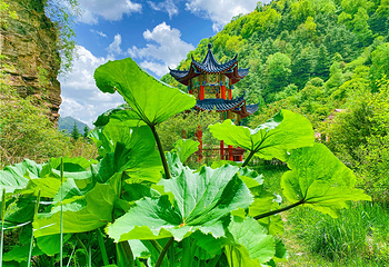 六盘山国家森林公园第 46 张图片