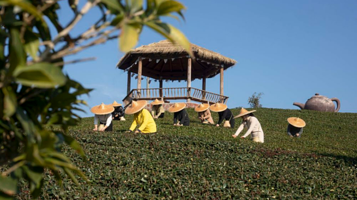 武夷山兰韵茗岩茶厂