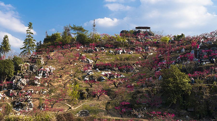 上坪桃花山第 1 张图片