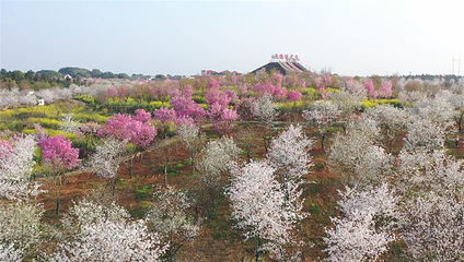 岳阳樱花园第 6 张图片