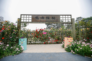 南京玫瑰园第 35 张图片