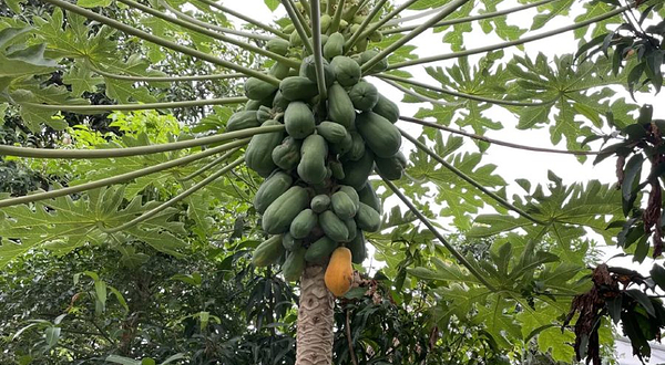 蓝美生态农业园