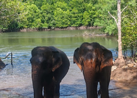 Krabi Elephant Shelter