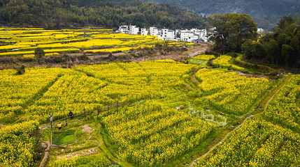 思溪延村赏油菜花海第 1 张图片