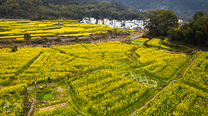 思溪延村赏油菜花海第 2 张图片