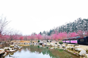 邵武市大埠岗樱花小镇