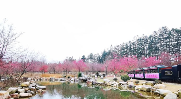 邵武市大埠岗樱花小镇