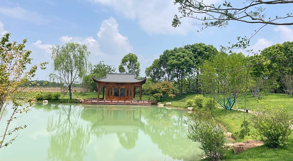 武汉农业集团空港湿地花田