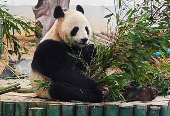 岳阳中华大熊猫苑第 8 张图片