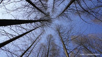 朱家湾林盘景区