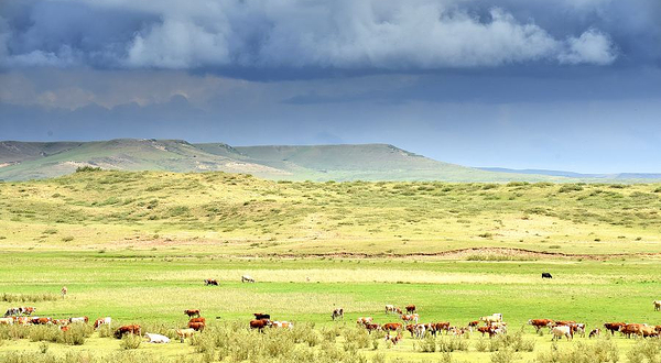 白音锡勒牧场景区