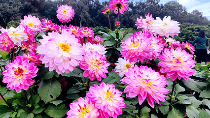 香遇百花园第 50 张图片