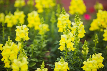 香遇百花园第 39 张图片