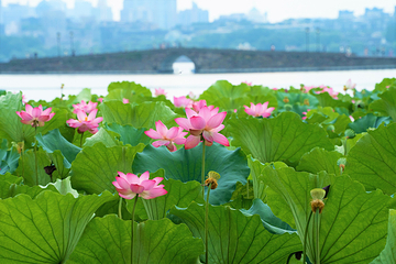 西湖风景名胜区第 466 张图片