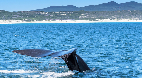 赫曼努斯游船观鲸