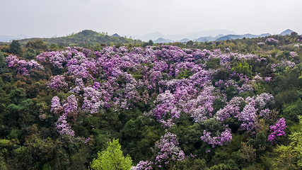 百里杜鹃风景区第 72 张图片