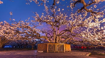 砀山梨树王风景区