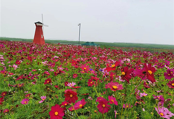 铃兰花海乐园第 32 张图片
