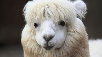 神兽羊驼主题馆（临汾万达店）