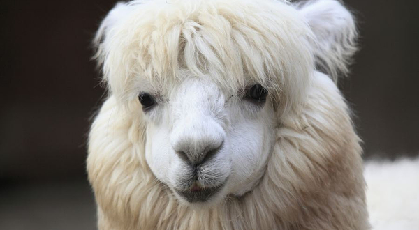 神兽羊驼主题馆（临汾万达店）