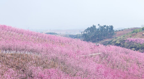 宜良山后樱花谷