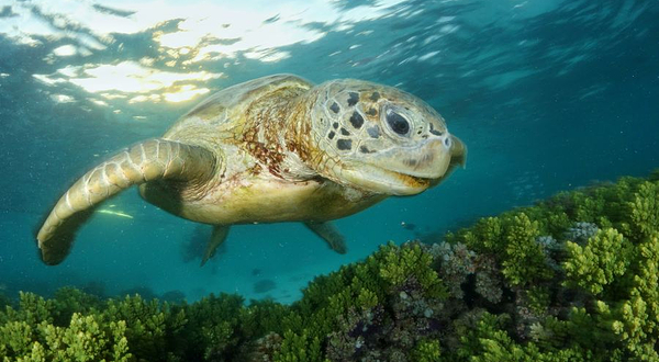 卡帕莱度假村 (西巴丹岛)