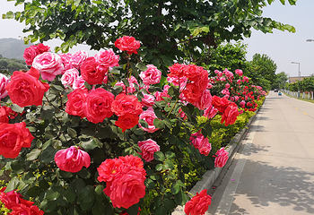 秦岭国家植物园第 30 张图片
