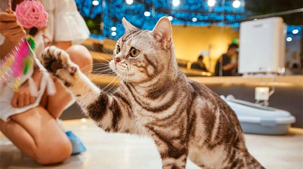 猫咪博物馆(城中万达店)第 1 张图片